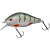 20028925-
			Green Perch